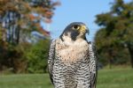 Eppy - educational Peregrine Falcon