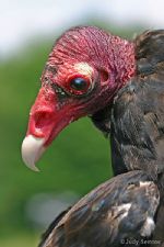 Irving - an educational Turkey Vulture